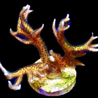 WYSIWYG 12K Lime Berry Hysterix Frag