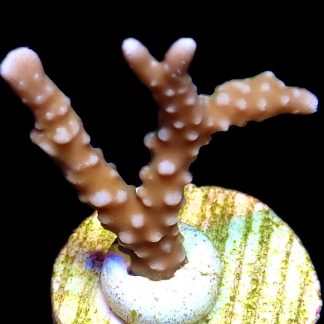 WYSIWYG 20L Pink Pearl Anacropora Frag