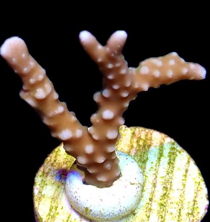 WYSIWYG 20L Pink Pearl Anacropora Frag
