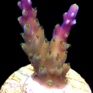 WYSIWYG 18E Purple Monster Acropora Frag