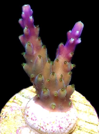 WYSIWYG 18E Purple Monster Acropora Frag