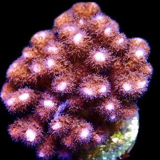 WYSIWYG 20B Cherry Tree Pocillopora Cultured Colony