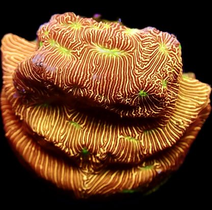 WYSIWYG 16J Jack O' Lantern Leptoseris Frag