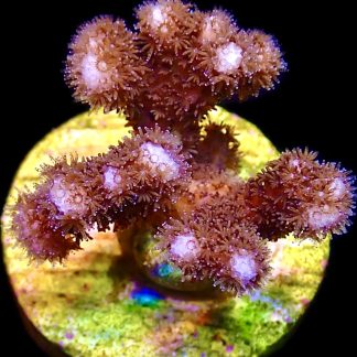 WYSIWYG 22B Ultra Cherry Tree Pocillopora Frag
