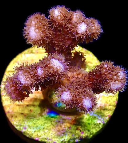 WYSIWYG 22B Ultra Cherry Tree Pocillopora Frag