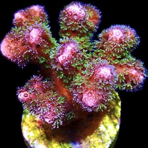 WYSIWYG 14K Amethyst Gem Pocillopora Frag XXL