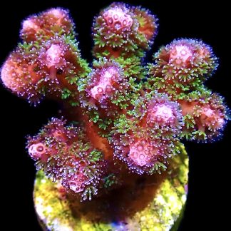 WYSIWYG 23B Amethyst Gem Pocillopora Frag