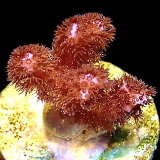 WYSIWYG 16K Cherry Tree Pocillopora Frag