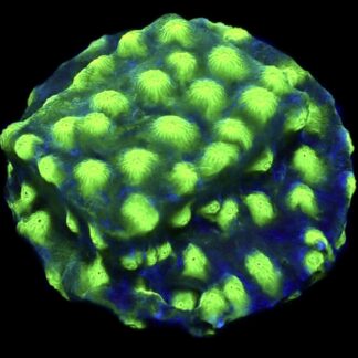 WYSIWYG T4 Space Flare Cyphastrea