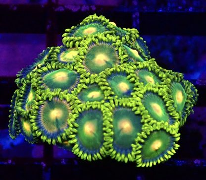 WYSIWYG Zoanthid Frag B4 ( Over 30 Polyps )