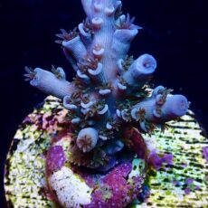 Blue Curacao Acropora