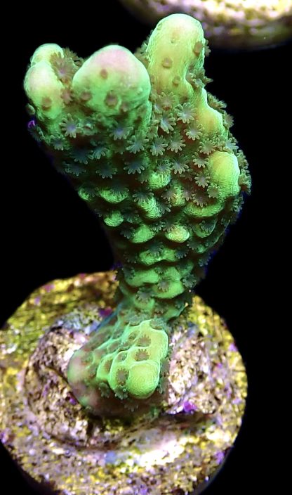 WYSIWYG 21B Appleberry Montipora