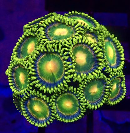 WYSIWYG Zoanthid Frag B29