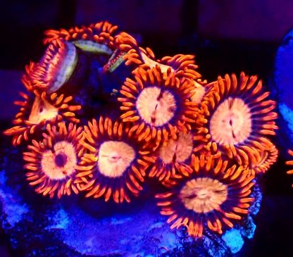 WYSIWYG Zoanthid Frag B31