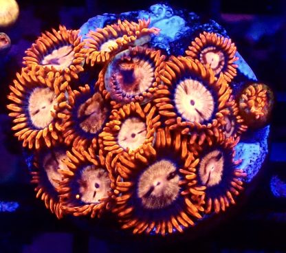 WYSIWYG Zoanthid Frag B32