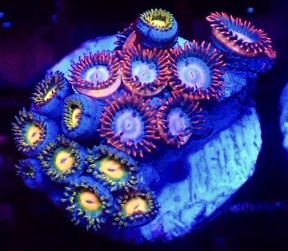 WYSIWYG Zoanthid Frag B33