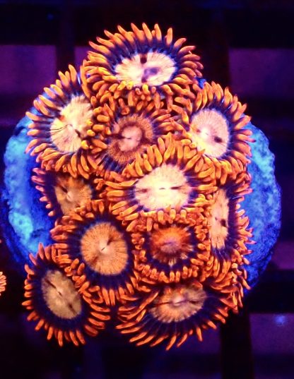 WYSIWYG Zoanthid Frag B34