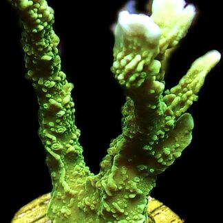 WYSIWYG 17K Elkhorn Montipora Large