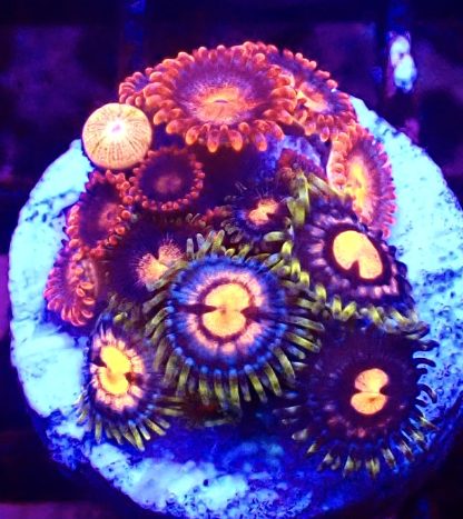 WYSIWYG Zoanthid Frag B40