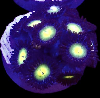 WYSIWYG Zoanthid Frag B65