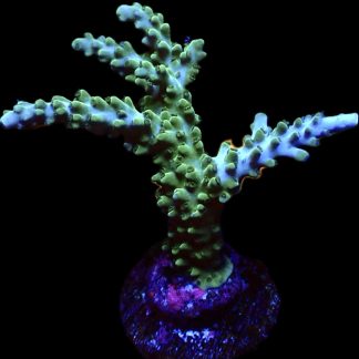 WYSIWYG 9H Acropora Selago Blue Extra Large