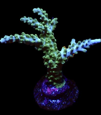 WYSIWYG 9H Acropora Selago Blue Extra Large