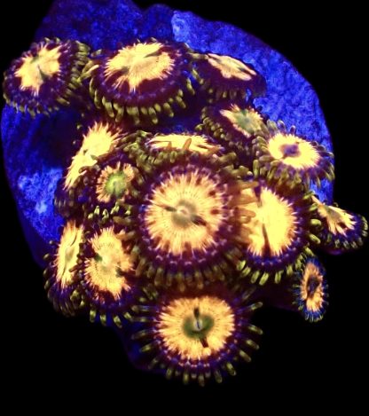 WYSIWYG Zoanthid Frag B2