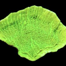 WYSIWYG 25A Toxic Lime Plating Montipora Large