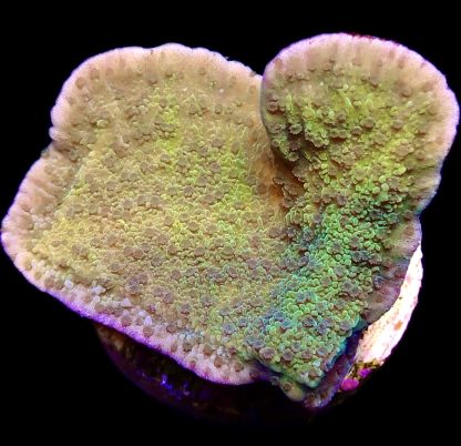 WYSIWYG 9E M.O.C. Pink Rim/Purple Polyped Plating Montipora Capricornis