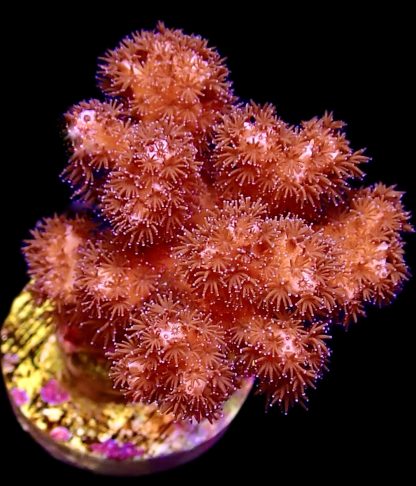 WYSIWYG 8G M.O.C. Cherry Tree Pocillopora Frag Large