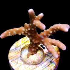 WYSIWYG 14J Pink Pearl Anacropora Frag