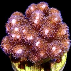 WYSIWYG M27 Cherry Tree Pocillopora Frag