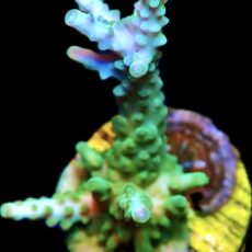 WYSIWYG 13G  Blue / Turquoise  Acropora Frag