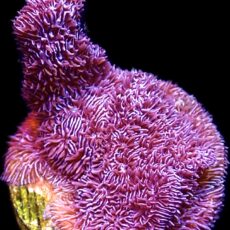 WYSIWYG 8C Ultra Purple Scrolling Pavona