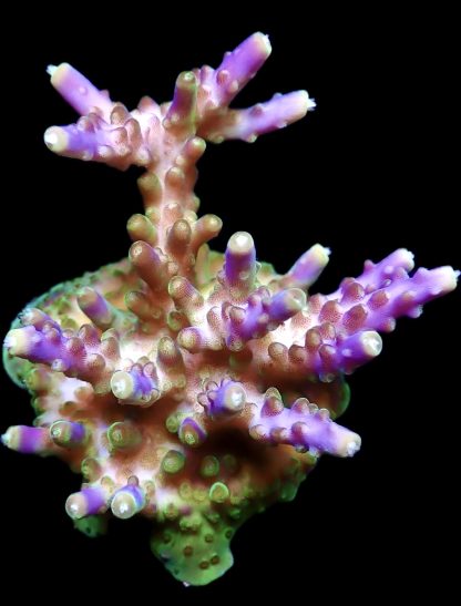 WYSIWYG 10H Purple Monster Acropora Frag Large