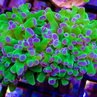 Ultra Reverse Purple/Green Branching Frogspawn Double Head -0