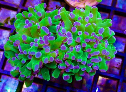 Ultra Reverse Purple/Green Branching Frogspawn Double Head -0