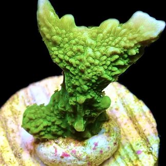 WYSIWYG 24B Elkhorn Montipora