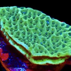 WYSIWYG 7F Emerald Encruster Montipora