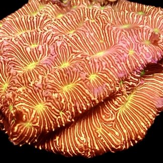 WYSIWYG 24J Jack O' Lantern Leptoseris Frag