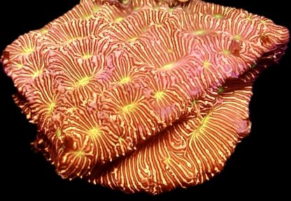 WYSIWYG 24J Jack O' Lantern Leptoseris Frag