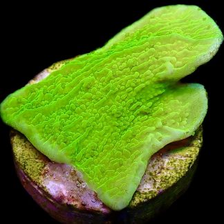 WYSIWYG 10D Toxic Lime Plating Montipora