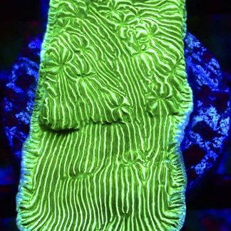 WYSIWYG 34J Wrinkle Leptoseris Frag