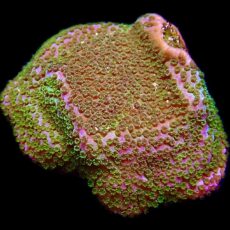 WYSIWYG 9G Pokerstar Montipora Frag