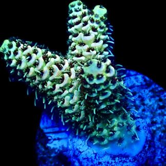 WYSIWYG 10G Sunset Millepora Frag