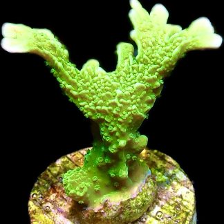WYSIWYG 22B Elkhorn Montipora