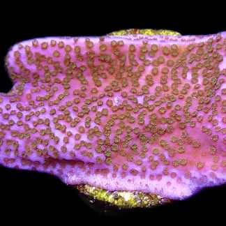 WYSIWYG 12C Pokerstar Montipora Frag