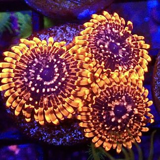 WYSIWYG TB1 Utter Chaos Zoanthid Frag 3 Polyps
