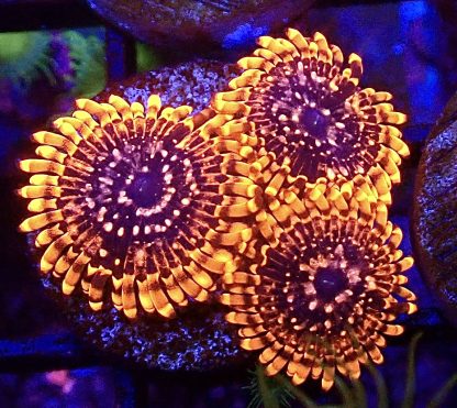 WYSIWYG TB1 Utter Chaos Zoanthid Frag 3 Polyps