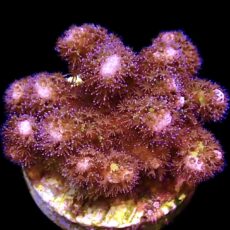 WYSIWYG 15B Golden Rod Pocillopora Frag